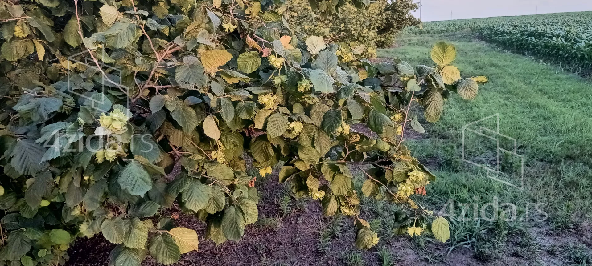 Poljoprivredno zemljište | 4zida