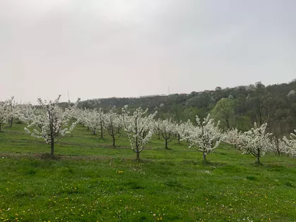 Zadružna Ulica | 4zida.rs