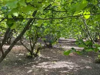 Veliki Radinci, Okolne lokacije, Sremska Mitrovica | 4zida.rs