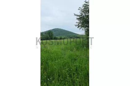 Drenjak | 4zida.rs