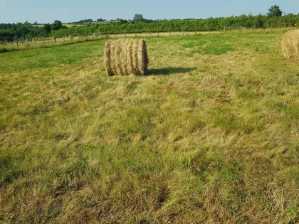 Kosmajska | 4zida.rs