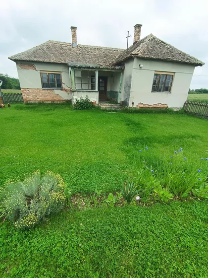 Pambukovica | 4zida.rs