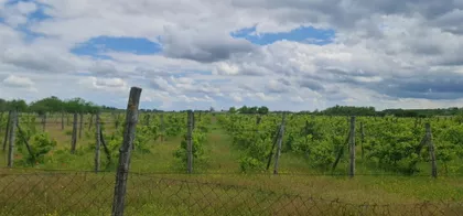 Salaš sa vinogradom i jezerom | 4zida.rs