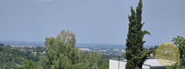 Popovica