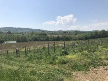 Dragobraća