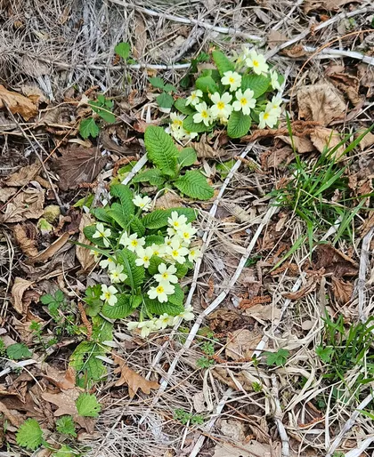 Zaselak Šumski Gaj | 4zida.rs