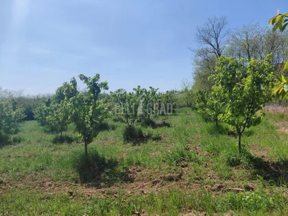 Potes Mesetina | 4zida.rs