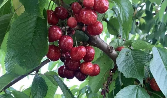 Poljoprivredno zemljište | 4zida