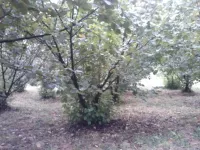 Poljoprivredno zemljište | 4zida