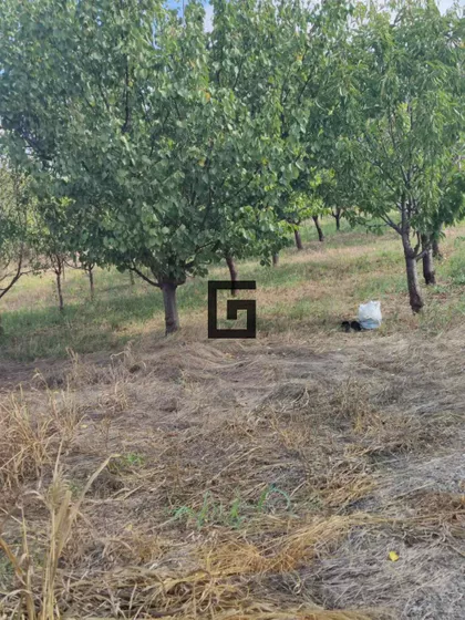 Ostružnica | 4zida.rs