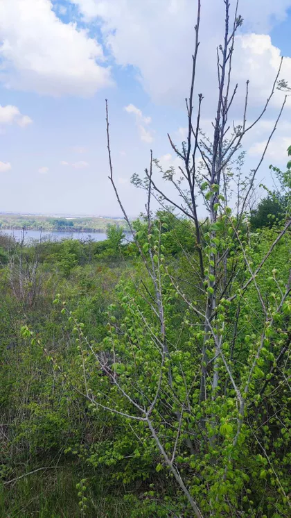 Višnjica | 4zida.rs