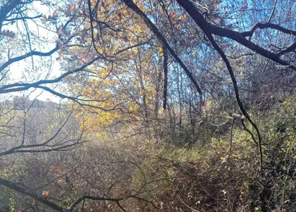 Živkovci | 4zida.rs