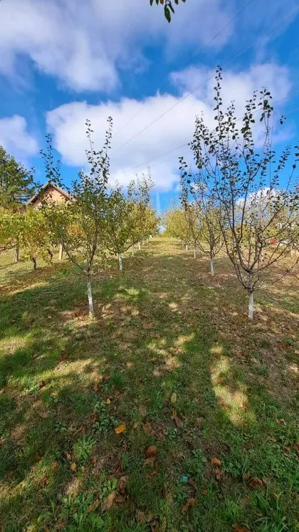 Sremska Kamenica | 4zida.rs