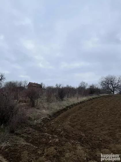 Kumanica | 4zida.rs