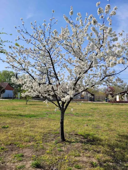 Darinke Radović 3 | 4zida.rs