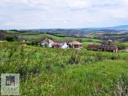 Pambukovica | 4zida.rs