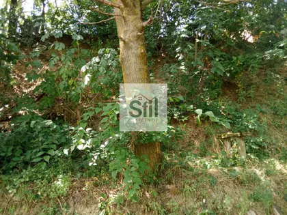 Sremska Kamenica | 4zida.rs