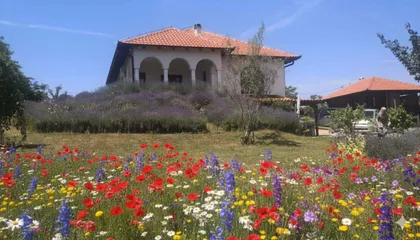 Cede Milosavljevica | 4zida.rs