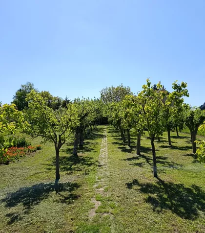 Čortanovci | 4zida.rs