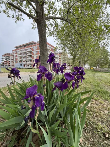 Novi Banovci | 4zida.rs